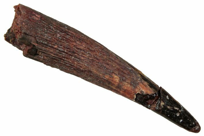 Fossil Pterosaur (Siroccopteryx) Tooth - Morocco #354850